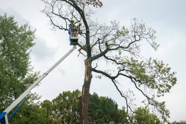 Best Root Management and Removal  in Constantine, MI